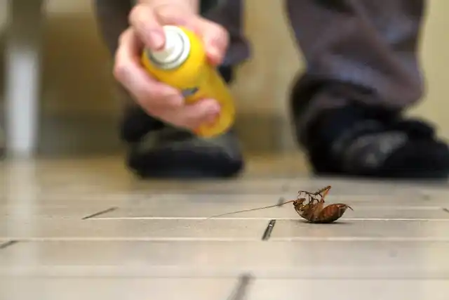 ongediertebestrijding Striep